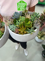 Succulent Garden & Bowl
