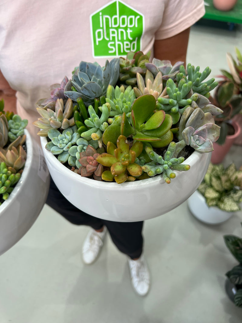 Succulent Garden & Bowl