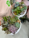 Succulent Garden & Bowl