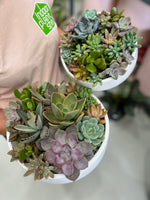 Succulent Garden & Bowl