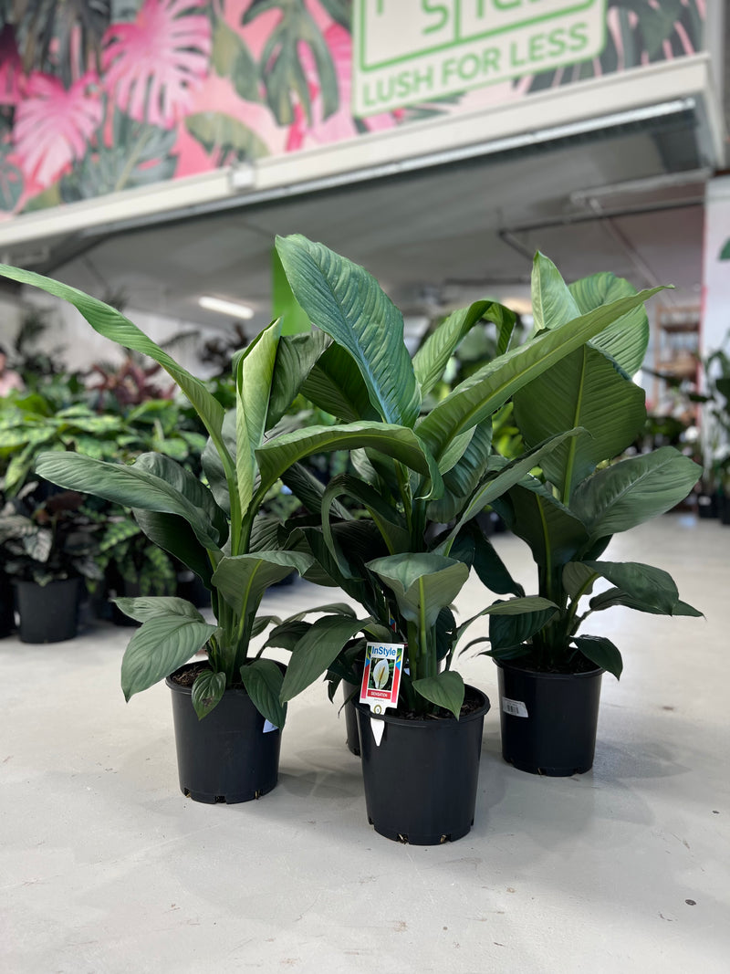 difference between peace lily and sensation Spathiphyllum Sensation – Indoor Plant Shed