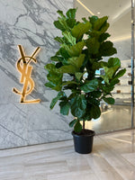 Fiddle Leaf Fig