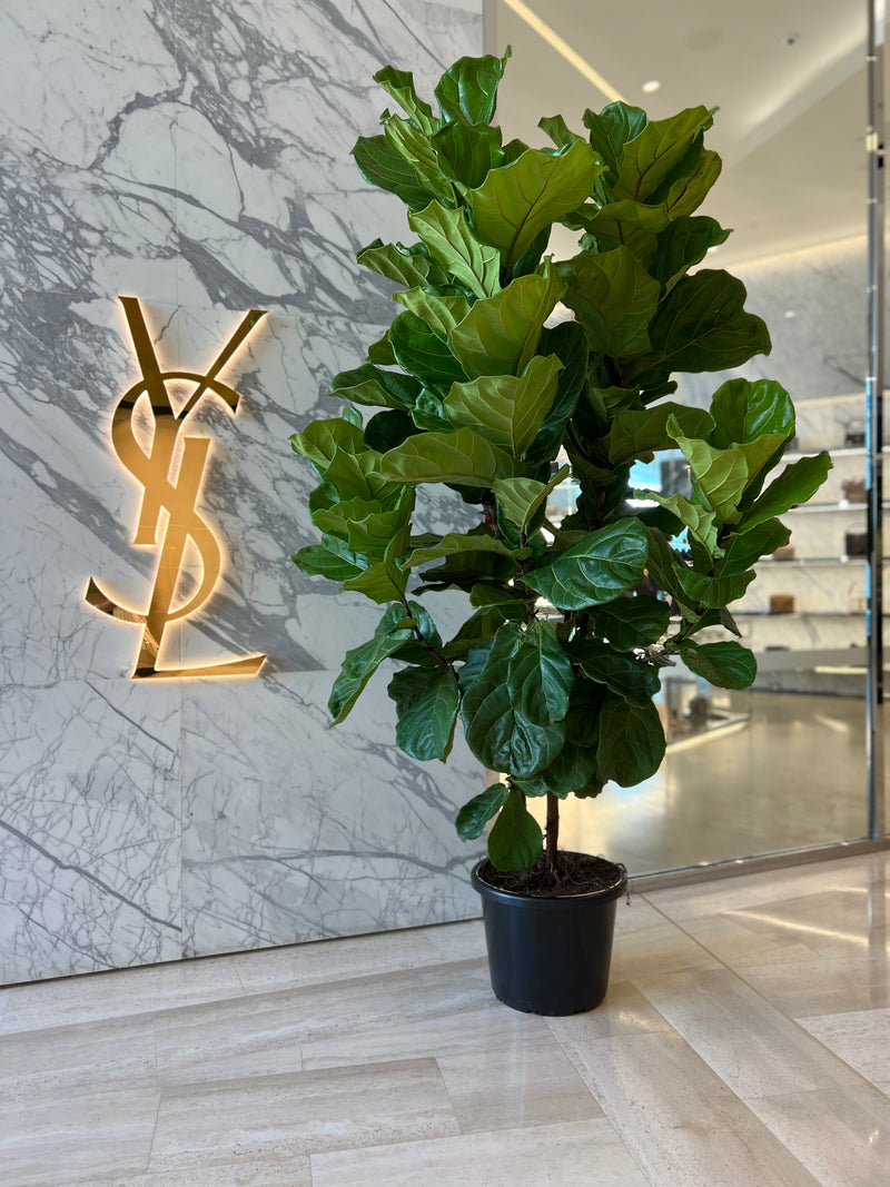 large fiddle fig leaf Fiddle Leaf Fig – Indoor Plant Shed