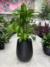 Happy Plant
