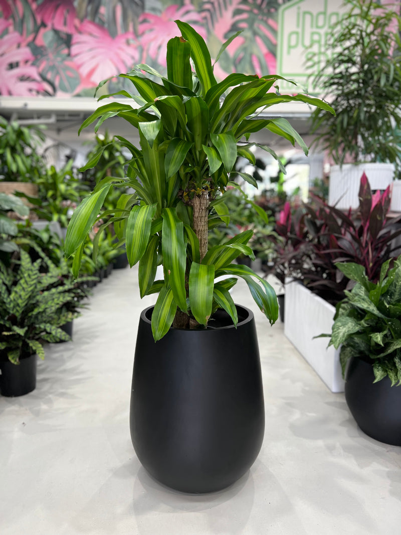 Happy Plant
