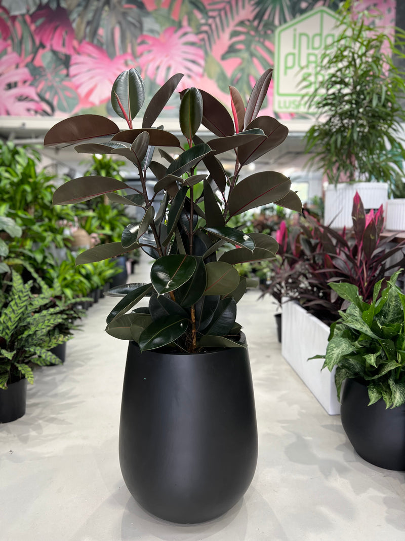 burgundy rubber plant indoor Rubber Plant Burgundy – Indoor Plant Shed