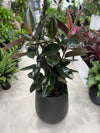 Rubber Plant Burgundy