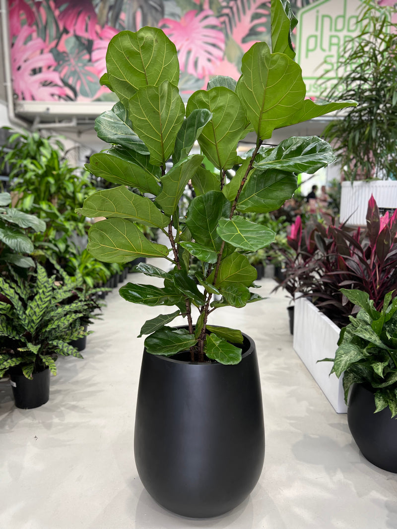 pot for fiddle leaf fig Fiddle Leaf Fig – Indoor Plant Shed