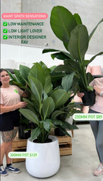 Spathiphyllum Sensation