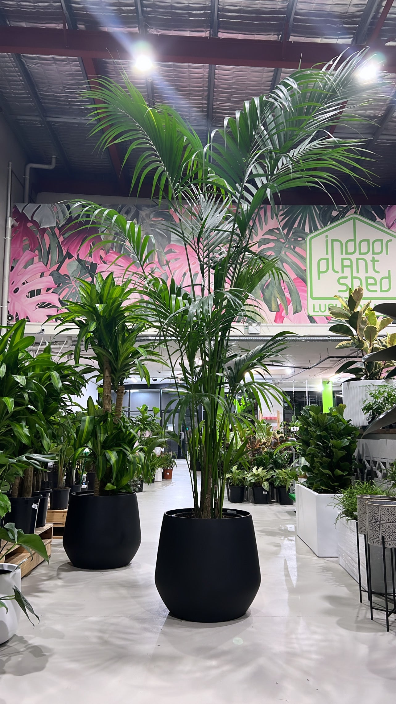 indoor plants kentia palm Kentia Palm – Indoor Plant Shed
