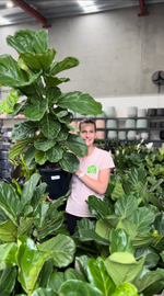Fiddle Leaf Fig