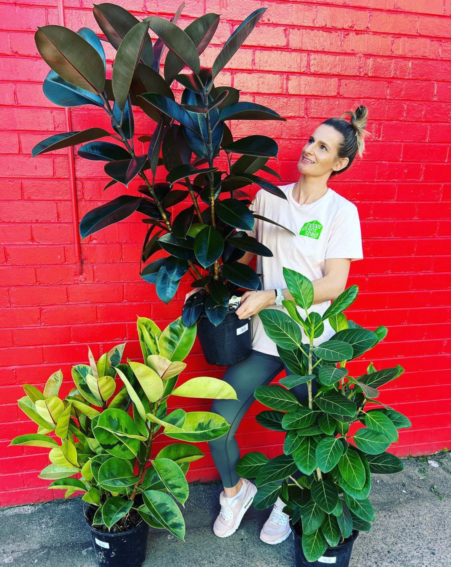 big rubber plant indoor Rubber Plant Burgundy – Indoor Plant Shed