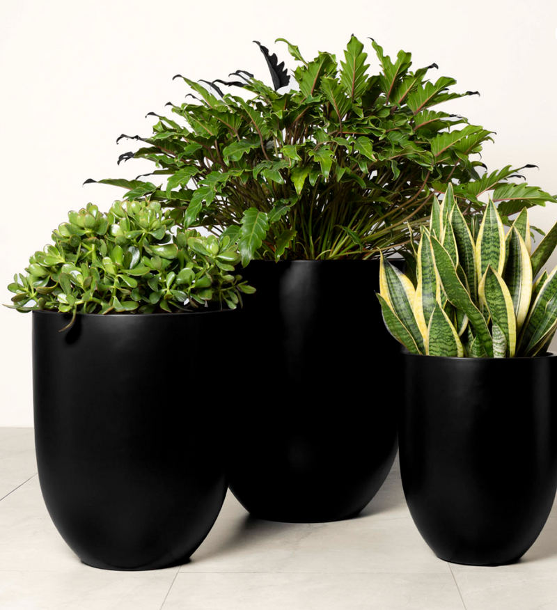 KELV Pot