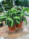 Aglaonema pictum 'tricolour'