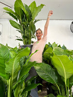Spathiphyllum Sebastiano