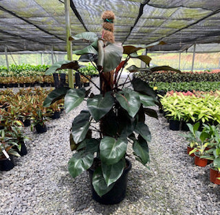 Philodendron 'Dark Lord'