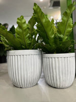 GEO LINE Egg Pot