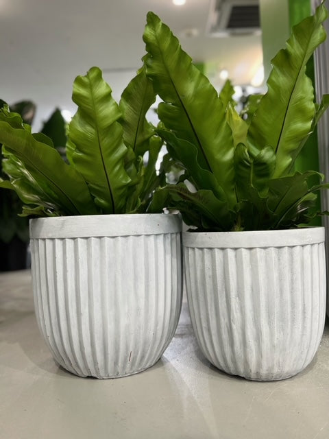 GEO LINE Egg Pot