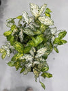 Gold Dust Dracaena