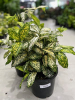 Gold Dust Dracaena