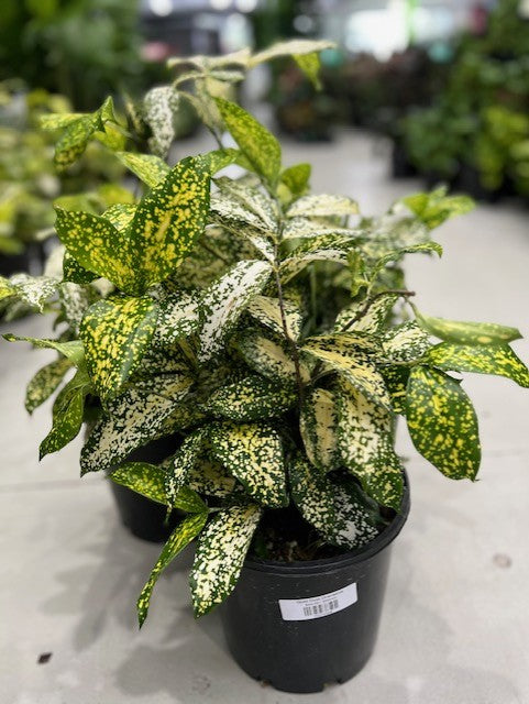 Gold Dust Dracaena