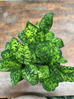 Homalomena Camouflage