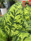 Homalomena Camouflage