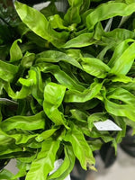 Hurricane Fern