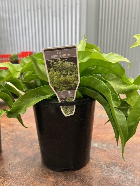 Hurricane Fern