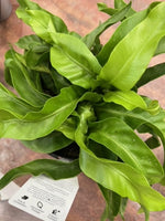 Hurricane Fern
