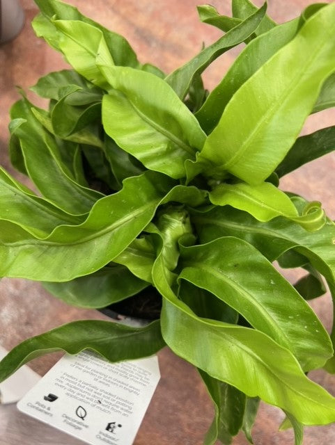 Hurricane Fern