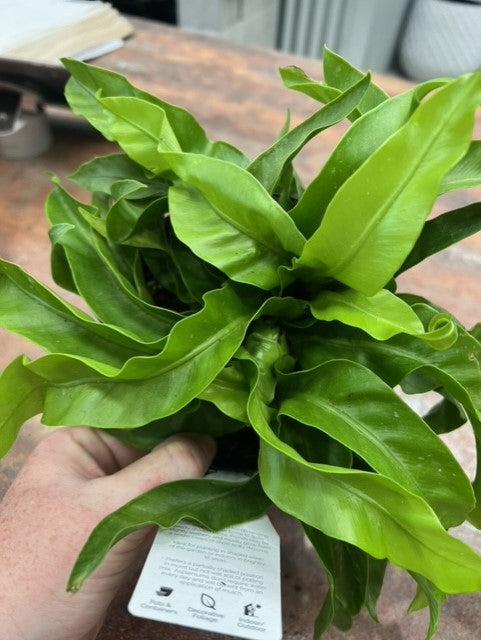 Hurricane Fern
