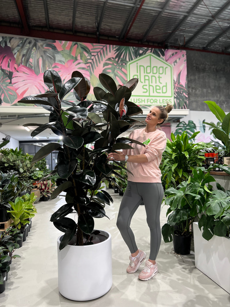 rubber tree burgundy Rubber Plant Burgundy – Indoor Plant Shed