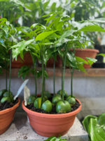 Magic Bean Forest