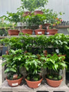 Magic Bean Forest