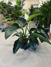 Philodendron Millions
