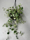Peperomia Scandens