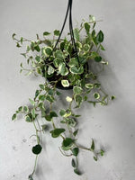 Peperomia Scandens