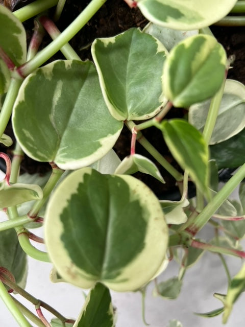 Peperomia Scandens