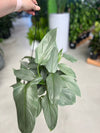 Philodendron Silver Sword