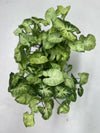 Syngonium
