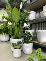 Terra lined planter