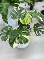 Monstera 'Thai Constellation'