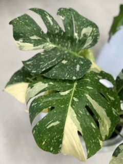 Monstera 'Thai Constellation'