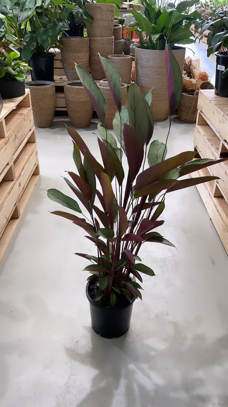 grey star indoor plant Ctenanthe Grey Star – Indoor Plant Shed