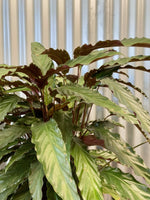 Calathea Velvet