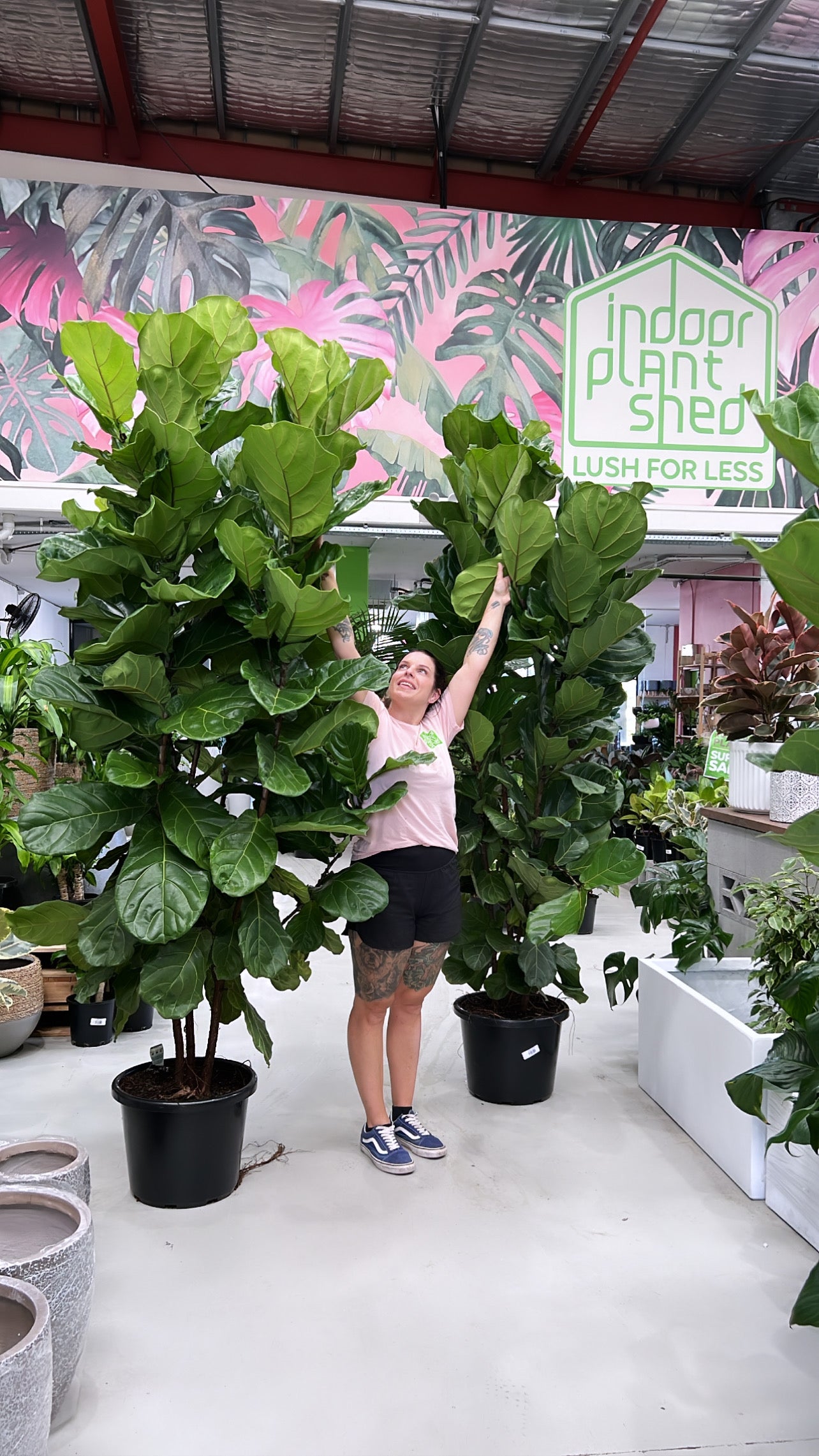 fiddle leaf fig perth Fiddle Leaf Fig – Indoor Plant Shed