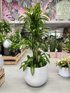 Happy Plant