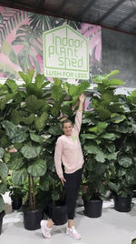 Fiddle Leaf Fig
