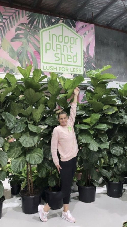 Fiddle Leaf Fig